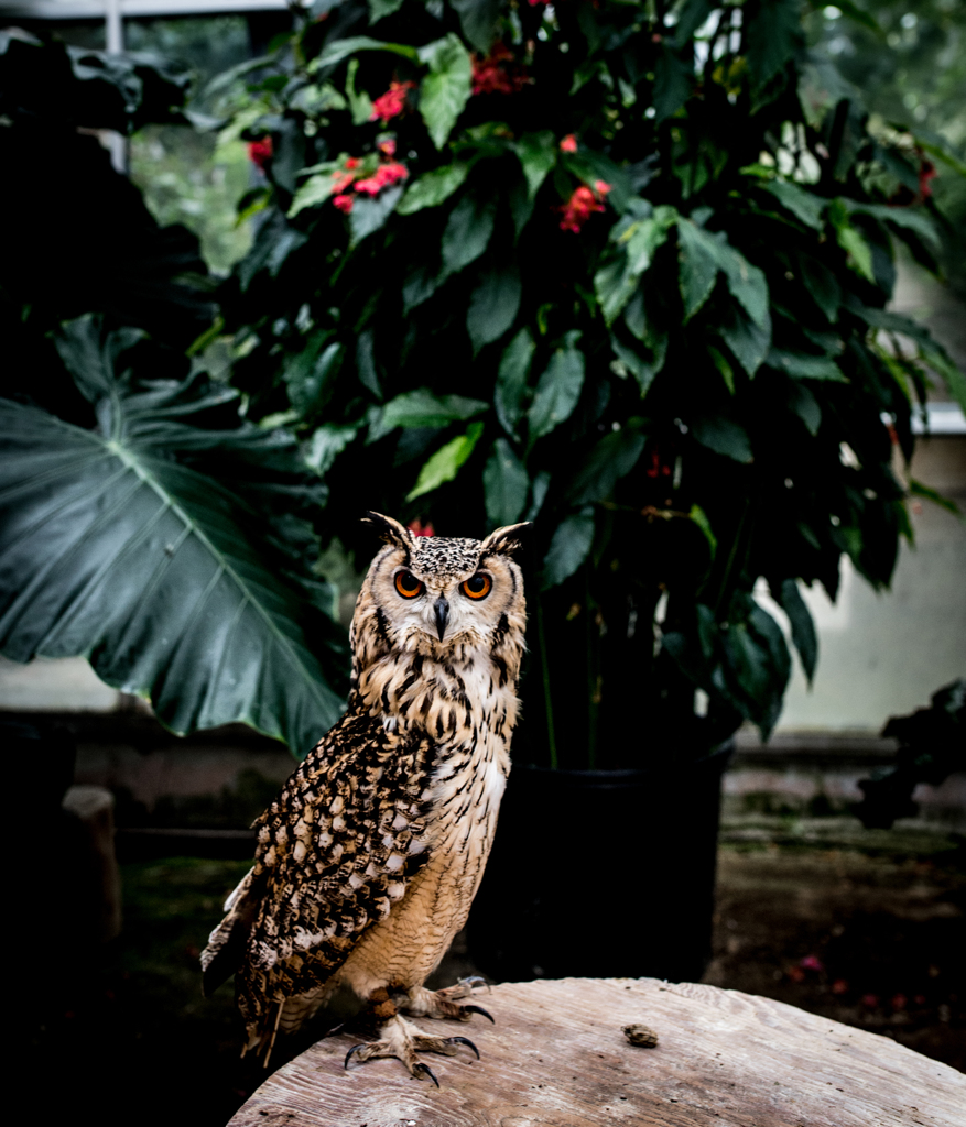 Cape eagle Owl