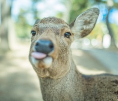 Nara park #3