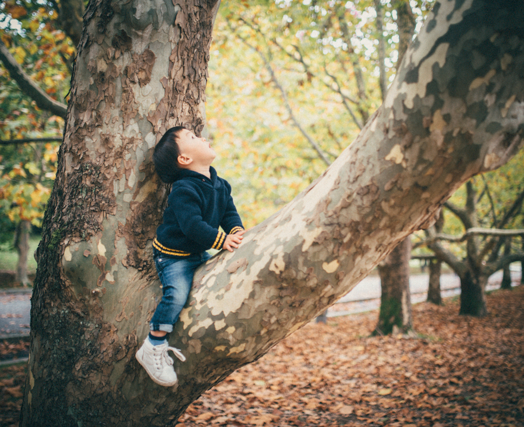 In an autumn forest