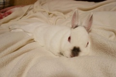 ふわもこ