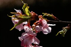 河津桜