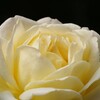 薔薇【正雪】