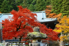 大雄山最乗寺の紅葉３