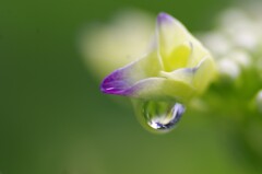 紫陽花の季節８「オールドレンズで撮る」