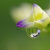 紫陽花の季節８「オールドレンズで撮る」