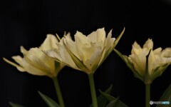 庭に咲く花29「チューリップ②」