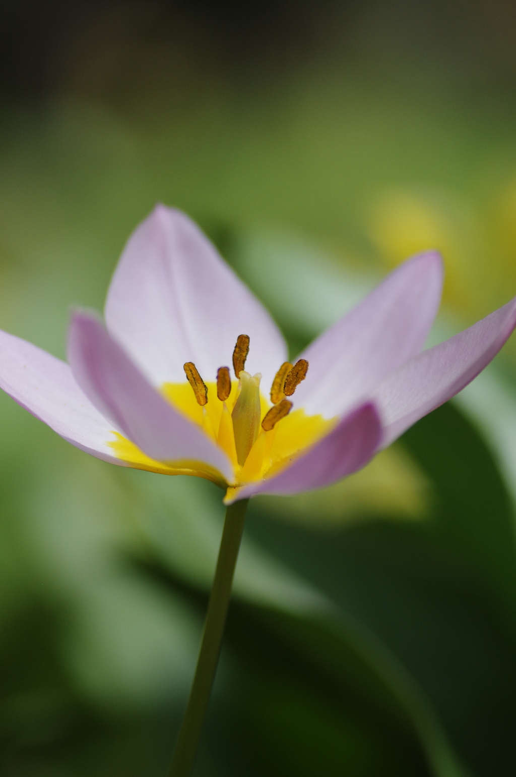 春の花