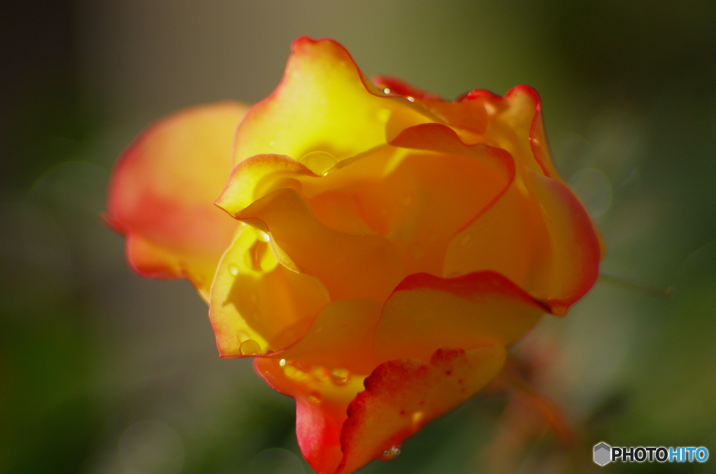 庭に咲く花21「薔薇③」