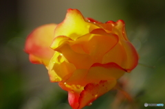 庭に咲く花21「薔薇③」