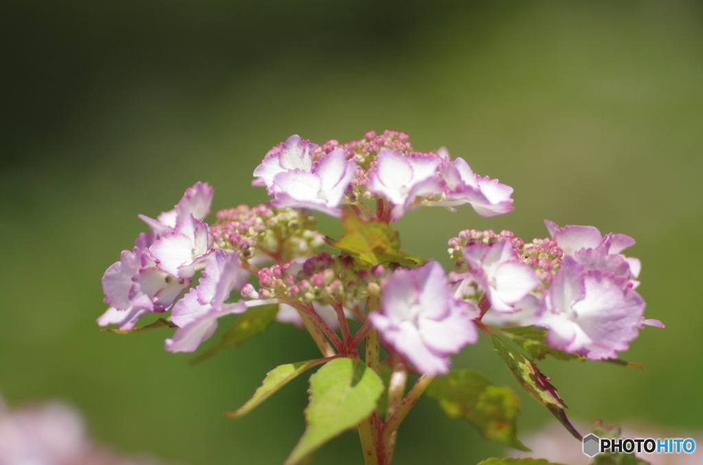 オールドレンズで撮る16「紫陽花＝初恋」