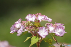 オールドレンズで撮る16「紫陽花＝初恋」