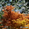 春の花木３「出猩々（でしょうじょう）」