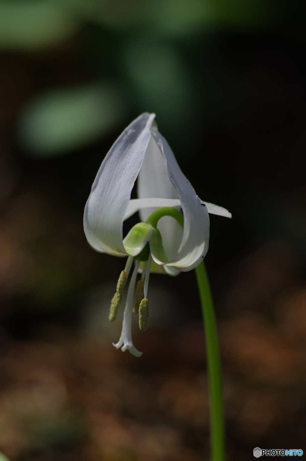 白花カタクリ１（蕊白）