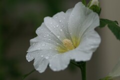 庭に咲く花54「タチアオイー４」