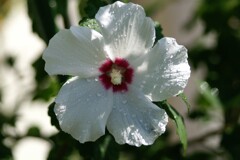 庭に咲く花57「ムクゲ①」