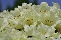 オールドレンズで撮る３「石楠花（白）」