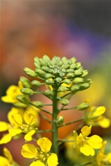 庭に咲く花５「菜の花②」