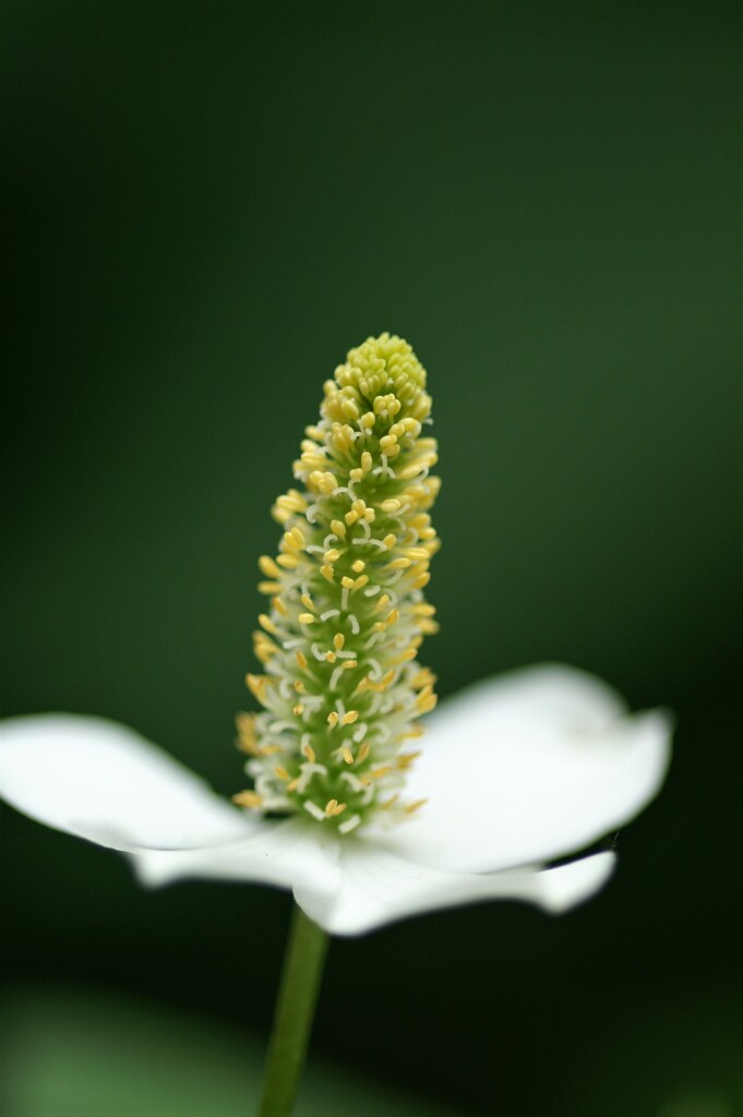ドクダミの花