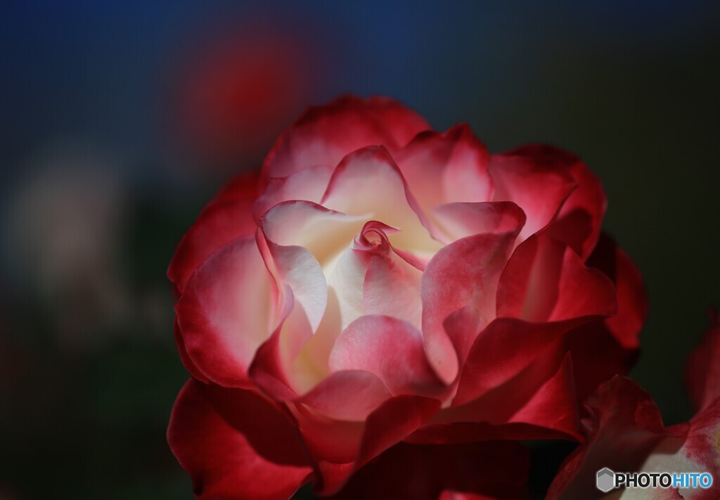 グラデーションの薔薇