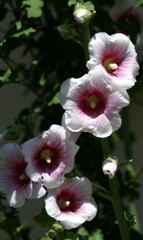庭に咲く花43「タチアオイー白＆桃」