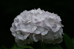 紫陽花の季節５「白一色」