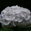 紫陽花の季節５「白一色」