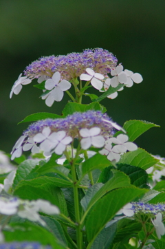 紫陽花の季節４「二層建て？」