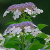 紫陽花の季節４「二層建て？」
