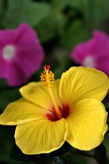 庭に咲く花56「ハイビスカスー黄色②」