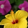 庭に咲く花56「ハイビスカスー黄色②」