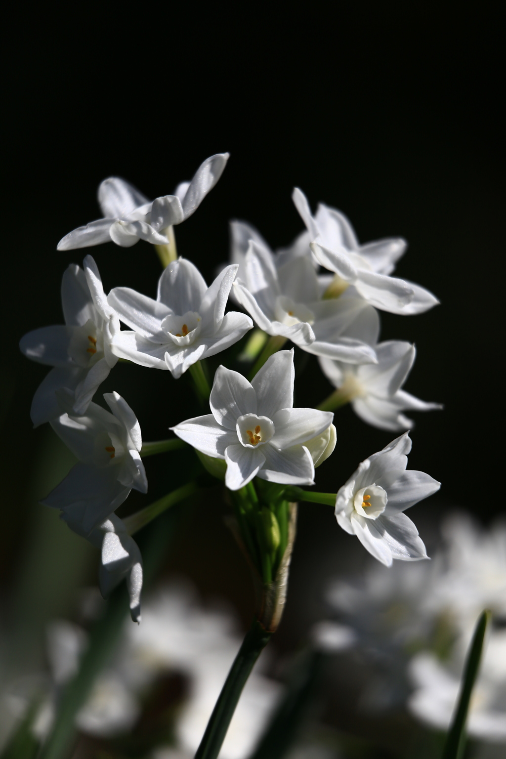 季節の花「ペーパーホワイト」