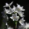 季節の花「ペーパーホワイト」