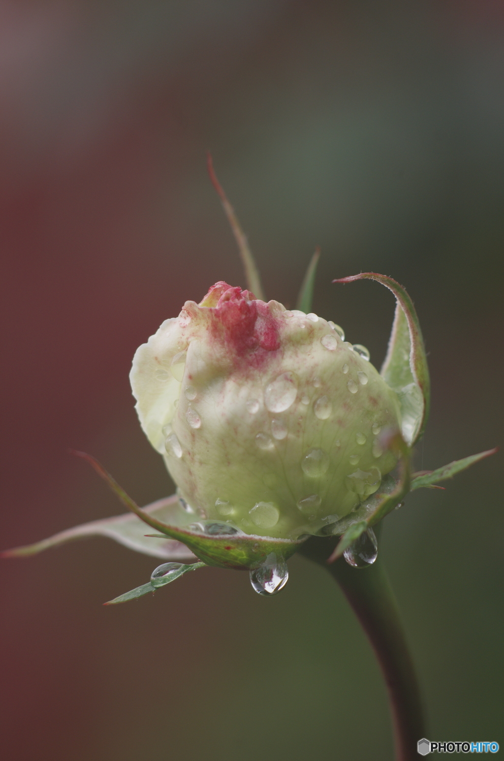 オールドレンズで撮る12「蕾」