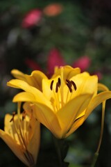 庭に咲く花47「ゆりー黄色」