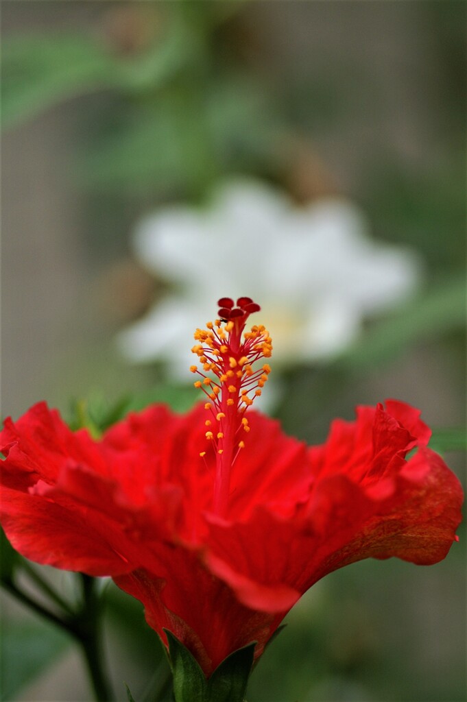 庭に咲く花55「ハイビスカスー赤②」