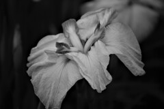 菖蒲の花３「モノクロ」