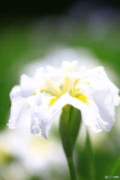 花菖蒲7「淡白い輝き」