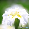 花菖蒲7「淡白い輝き」