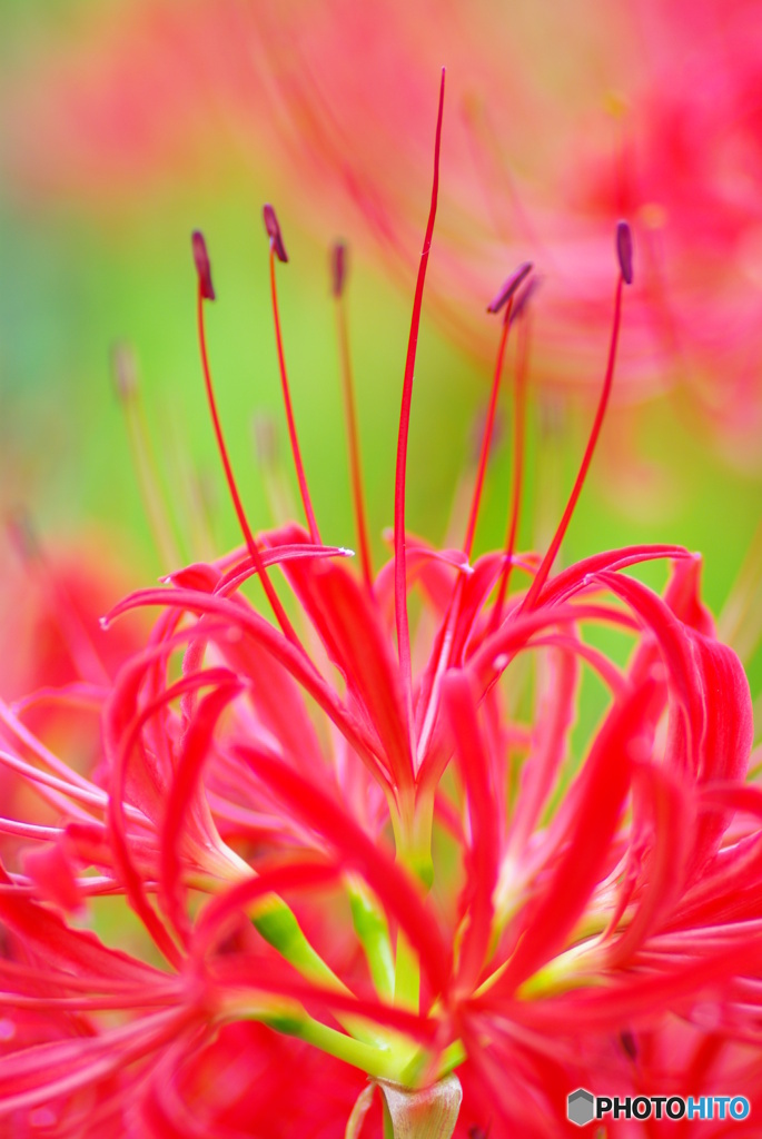 季節の花６「彼岸花ーⅠ」