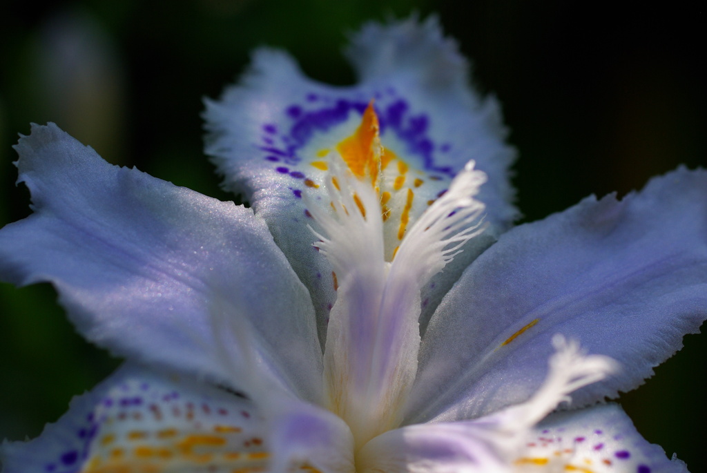 ビロードの花びら