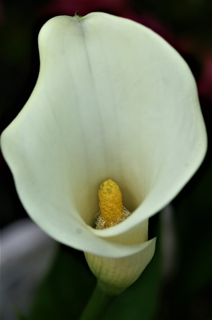 庭に咲く花44「カラー」