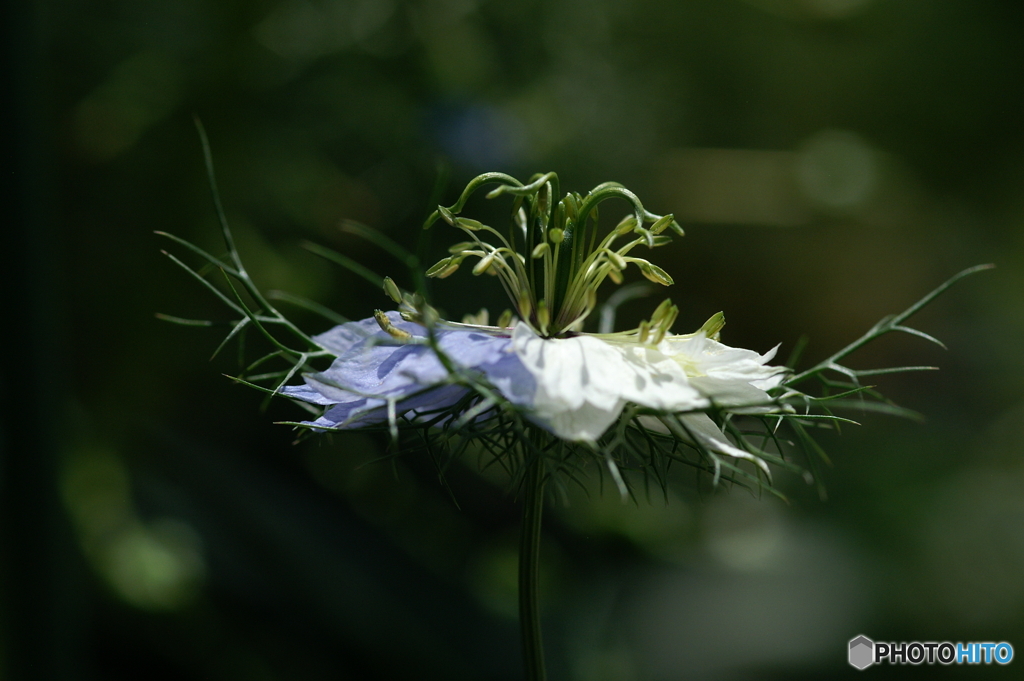 庭に咲く花85「ニゲラ＝真横から」