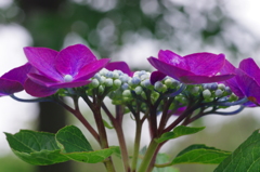 紫陽花の季節７「ガクアジサイ＝紫色」