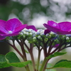 紫陽花の季節７「ガクアジサイ＝紫色」