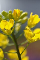 庭に咲く花２「菜の花①」