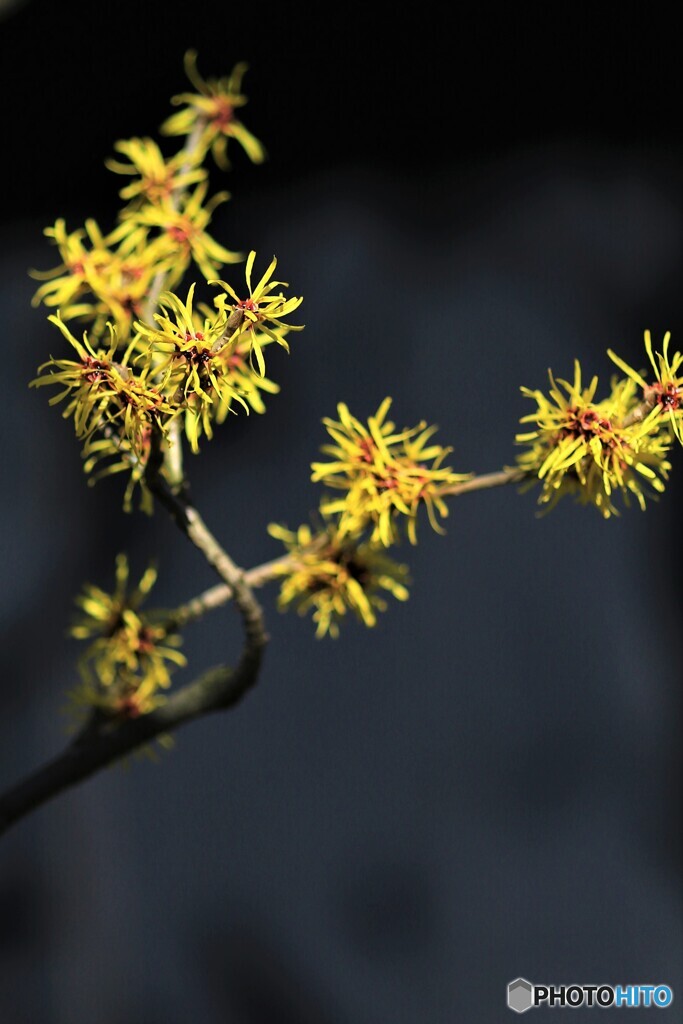 線香花火のように