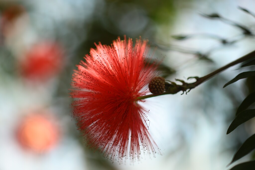 温室に咲く花１