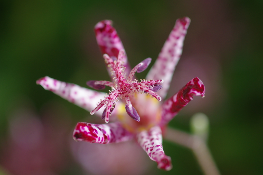 庭に咲く花92「ホトトギス①」