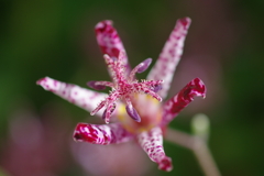 庭に咲く花92「ホトトギス①」