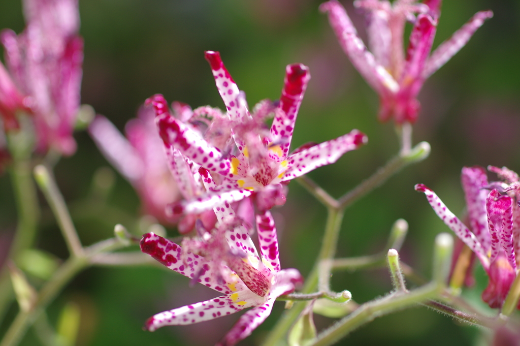 庭に咲く花93「ホトトギス②」